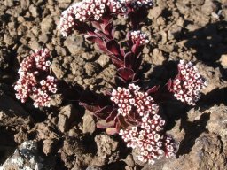 Crassula setulosa var. rubra in gravel